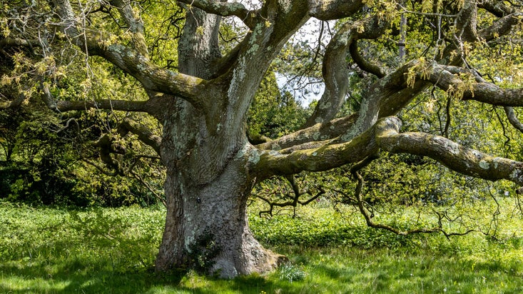 Plant a tree at Dyffryn Gardens, Champion Trees at Dyffryn Gardens